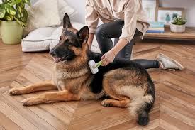 If your cat is just a shedder (mine really is, too), i highly recommend a comb called the fur buster. Why Dogs Shed And How To Deal With It