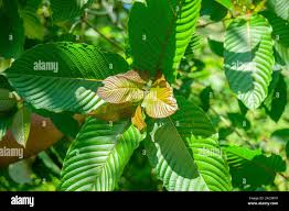 Image result for Mitragyna