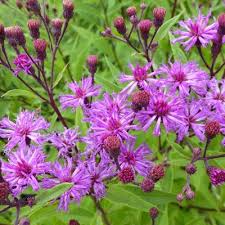 Image result for Vernonia schlechteri