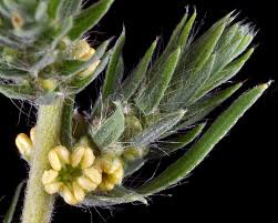 Image result for Scoparia