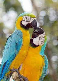 28 Amazing Macaw Photos And Fun Facts Rainforest Animals Animals Pet Birds