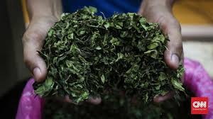 Ada yang menjual daun binahong dalam bentuk segar, dalam bentuk kering, dan teh. Bea Cukai Kualanamu Sita 10 6 Kg Daun Khat Untuk Wn Ethiopia