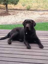 We did not find results for: Stud Dog Chocolate English Labrador Retriever Breed Your Dog
