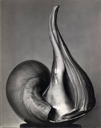 30, is from a series of thirty pepper studies made by the photographer over an intensive four days in the summer of 1930. Biography Edward Weston Monovisions Black White Photography Magazine
