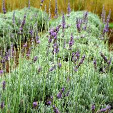 Image result for Lavandula angustifolia Vera