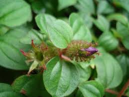 Image result for Dissotis alata