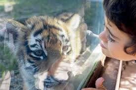 O zoo santo inácio é o local ideal para passar um dia inesquecível na natureza. Porto Agora E Mais Facil Chegar Ao Zoo De Santo Inacio