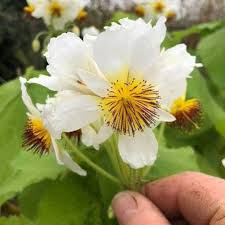 Image result for Sparrmannia africana