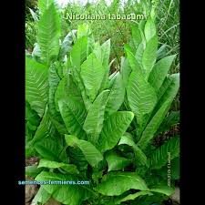 Image result for Nicotiana tabacum