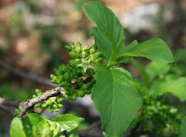 Image result for Vangueria madagascariensis