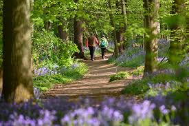 In dit artikel geef ik je tips over de mooiste wandelingen in de. Bloei Archives Hallerbos
