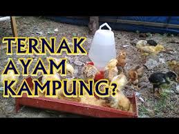 Menternak ayam daging & ayam kampung dalam skala besar. Ternak Ayam Kampung Youtube