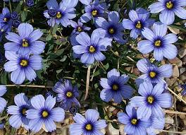 Image result for Sisyrinchium