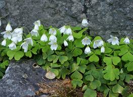 Image result for Oxalis anthelmintica