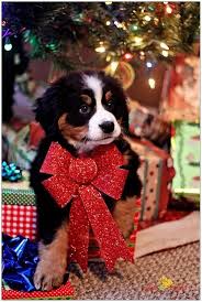 Pin Di Yuna Libert Su Animali Natalizi Cuccioli Di Cani Cucciolo Piu Simpatico Cane Natale