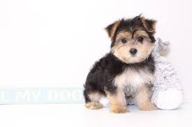 Non shedding and great for allergy sufferers. Morkie Puppy For Sale In Naples Fl Adn 33466 On Puppyfinder Com Gender Female Age 11 Weeks Old Morkie Puppies Morkie Puppies For Sale Puppies For Sale