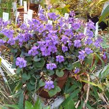 Image result for Sarcophrynium