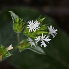 Image result for Elephantopus mollis