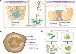 They are found in most tissue, brain, muscle, cardiovascular, etc. Hypothesis Plant Stem Cells Hold The Key To Extreme Longevity Sciencedirect