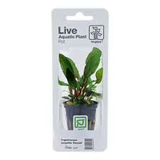 In reality, it's the smallest of the family. Cryptocoryne Beckettii Petchii Tropica Aquarium Plants