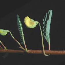 Image result for Aeschynomene pfundii