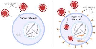 Check spelling or type a new query. Vessels For Collective Progress The Use Of Hela Cells In Covid 19 Research Science In The News