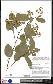 Image result for Securidaca welwitschii