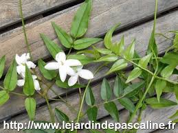 Jasmin Jpg 600 450 Jasmin Officinal Boutures Arbuste