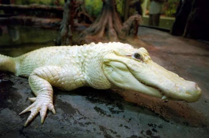 Mga resulta ng larawan para sa Blanco leucistic alligator, Houston Zoo"