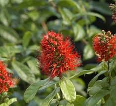 Image result for Combretaceae