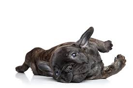 Also how many litters will a french bulldog have during their lifetime? French Bulldog Dog Breed Information