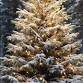 A Christmas PastAn Evening with Spiritual event image