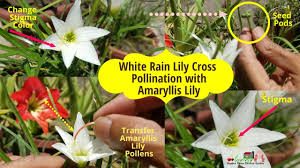 White Rain Lily Cross Pollination With Amaryllis Lily At Asim Rooftop Ga In 2020 Rain Lily Lily Seeds Amaryllis