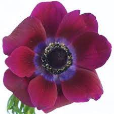 Pin By Silvia Gridley Manthey On Flowers Anemone Flower Ranunculus Flowers Flowers