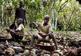 More than 1.5m children are working in west africa's cocoa production supply chains despite pledges by major international food brands to stop using child labour, a new report has found. Supreme Court Denies Petition On Cocoa Child Labor Case Food Business News January 12 2016 08 18