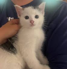 Windsor Cats in need of good homes