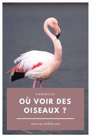 Camargue Pinterest 02 Camargue Oiseaux Weekend France