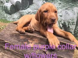 Socialization training for the vizsla puppies is a mandate so that they learn to mingle with people as well as pets in a friendly way. Litter Of 6 Vizsla Puppies For Sale In Warren Or Adn 37569 On Puppyfinder Com Gender Female Age 6 Weeks Old Vizsla Puppies Vizsla Vizsla Puppies For Sale