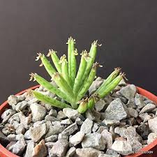 Sun gro horticulture 1410602.q08p black gold cactus mix (8 qt). Kalanchoe Tubiflora Rare Exotic Chandelier Plant Mother Of Millions Succulent 4 Buy Online In Grenada At Grenada Desertcart Com Productid 177090591