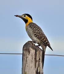 pin em wiki aves aves do brasil