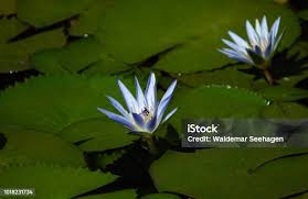 Image result for Nymphaea nouchali