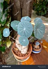 Image result for Menispermaceae