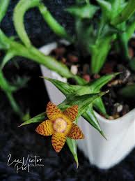 Image result for Orbea schweinfurthii