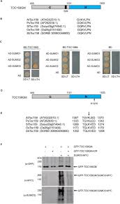 1101 sequence detector using finite state machine. Sumoylation Contributes To Proteostasis Of The Chloroplast Protein Import Receptor Toc159 During Early Development Biorxiv