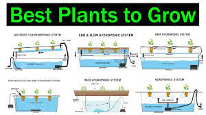 We did not find results for: Which Hydroponic System Is Better For Plants Crops Best Plants To Grow Types Of Hydroponics Youtube