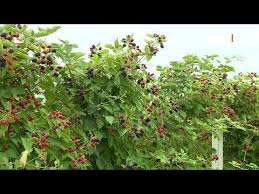 секрет раскрыт лучшее удобрение всех времен чай из травы Ezhevika Funduk Greckij Oreh 3 V Odnom 6 Sotok 16 07 2018 Youtube Rasteniya Ezhevika Ogorod