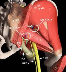 Superior Gluteal Nerve Anatomy Orthobullets