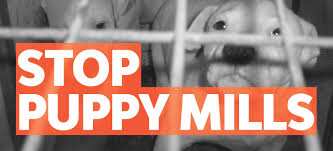 Your puppy is waiting for you! Last Chance For Animals Anti Puppy Mill Legislation