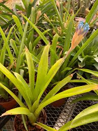 Image result for Seidelia