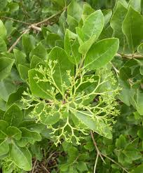 Image result for Nuxia congesta